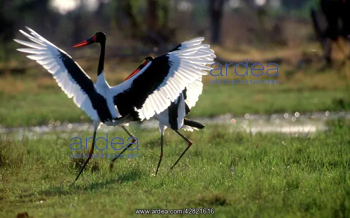 : Saddle-billed Stork - male displaying to : Saddle-billed Stork - male displaying to