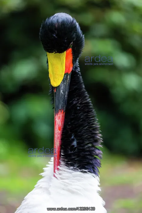 : Saddle Billed Stork, portrait of bird preening its : Saddle Billed Stork, portrait of bird preening its
