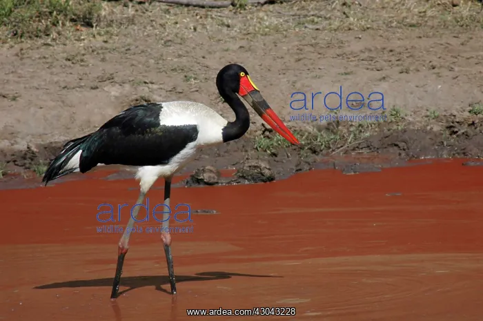 : Saddle-billed Stork standing in red-coloured waterhole : Saddle-billed Stork standing in red-coloured waterhole