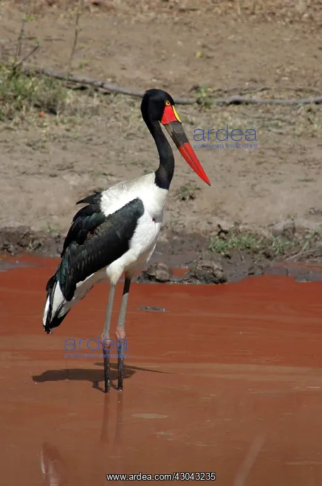 : Saddle-billed Stork standing in red-coloured waterhole : Saddle-billed Stork standing in red-coloured waterhole
