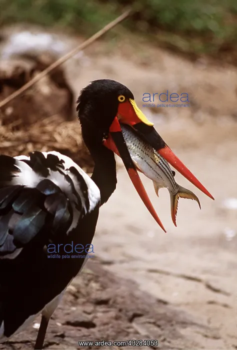 : SADDLE-BILLED STORK - with tiger fish in beak : SADDLE-BILLED STORK - with tiger fish in beak