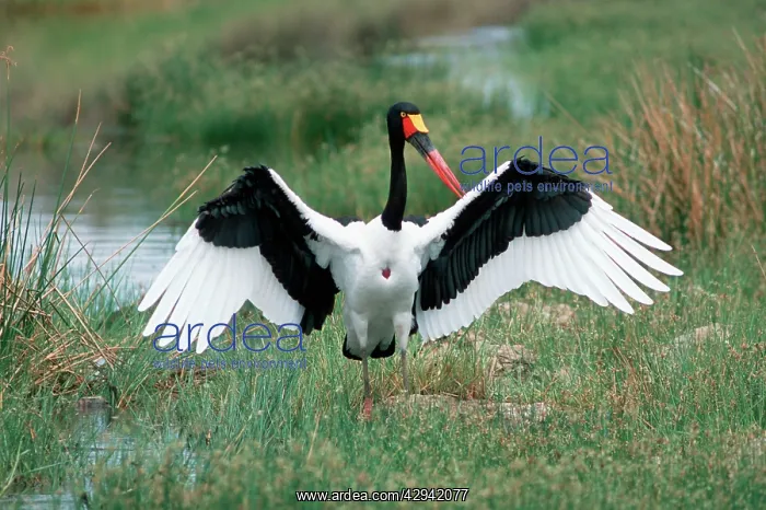 : Saddle-billed Stork - With wings spread : Saddle-billed Stork - With wings spread