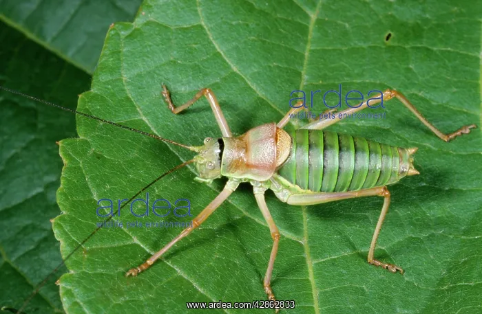 : Saddle Back BUSH-CRICKET, male : Saddle Back BUSH-CRICKET, male