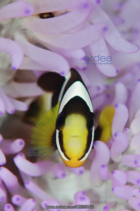: Saddleback Anemonefish : Saddleback Anemonefish