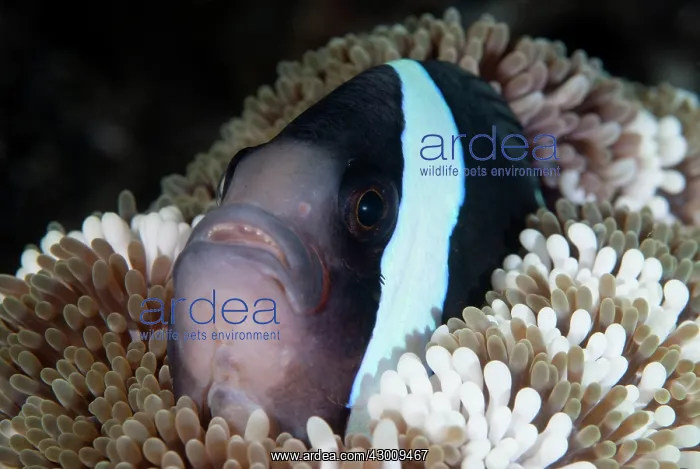 : Saddleback Anemonefish in anemone TK1 dive site : Saddleback Anemonefish in anemone TK1 dive site