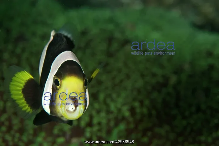 : Saddleback Anemonefish - with two parasites in the mouth : Saddleback Anemonefish - with two parasites in the mouth