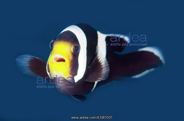 : Saddleback Anemonefish - Seraya dive site, Tulamben : Saddleback Anemonefish - Seraya dive site, Tulamben