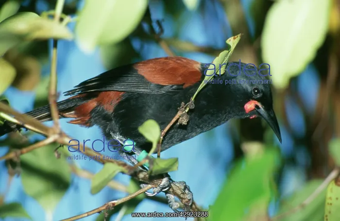 : SADDLEBACK BIRD - TAGS ON LEG : SADDLEBACK BIRD - TAGS ON LEG