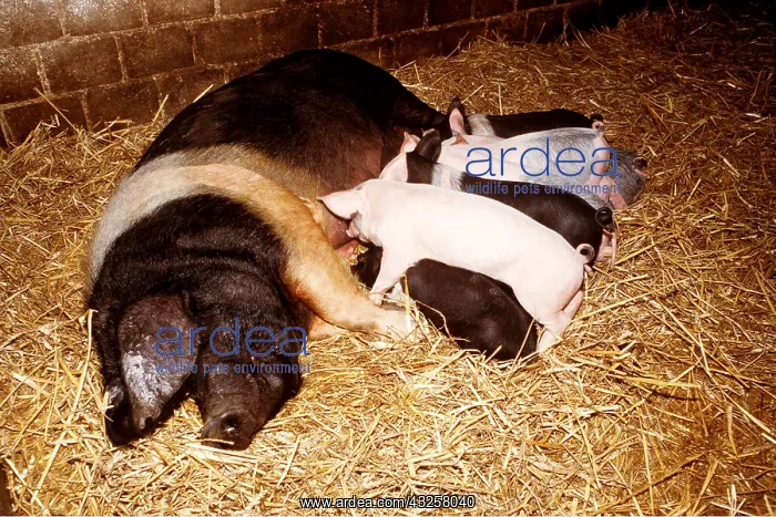 : Saddleback (Cross) Pigs - Adult feeding young : Saddleback (Cross) Pigs - Adult feeding young