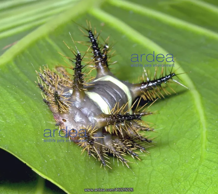 : Saddleback moth caterpillar : Saddleback moth caterpillar