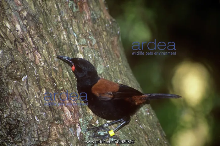 : Saddleback - North Island subspecies rufusater : Saddleback - North Island subspecies rufusater