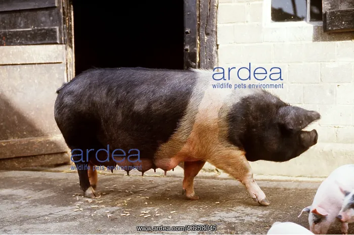 : SADDLEBACK PIG : SADDLEBACK PIG