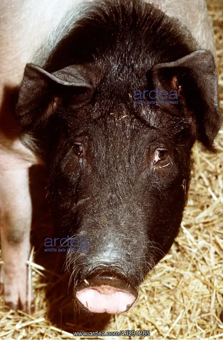: SADDLEBACK PIG - close up of head : SADDLEBACK PIG - close up of head