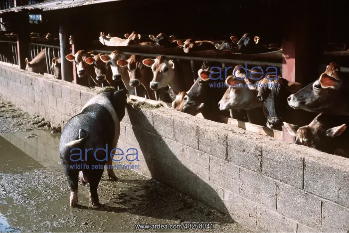 : SADDLEBACK PIG - and line of Jersey Cows : SADDLEBACK PIG - and line of Jersey Cows