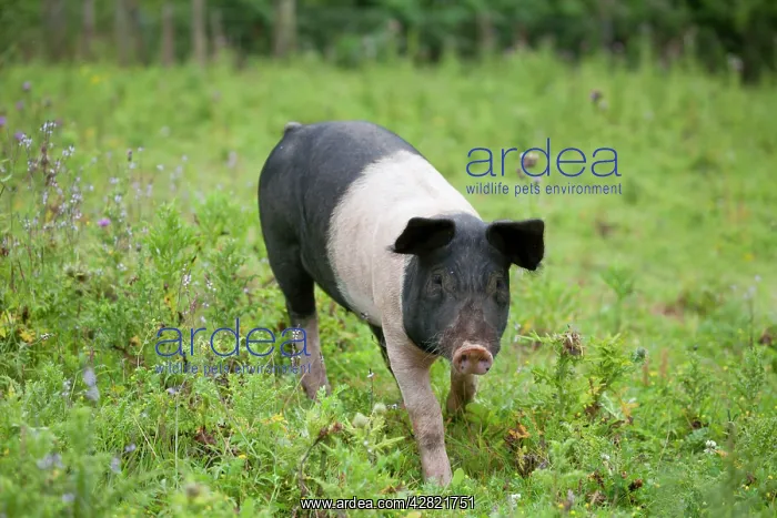 : Saddleback Pig - piglet : Saddleback Pig - piglet