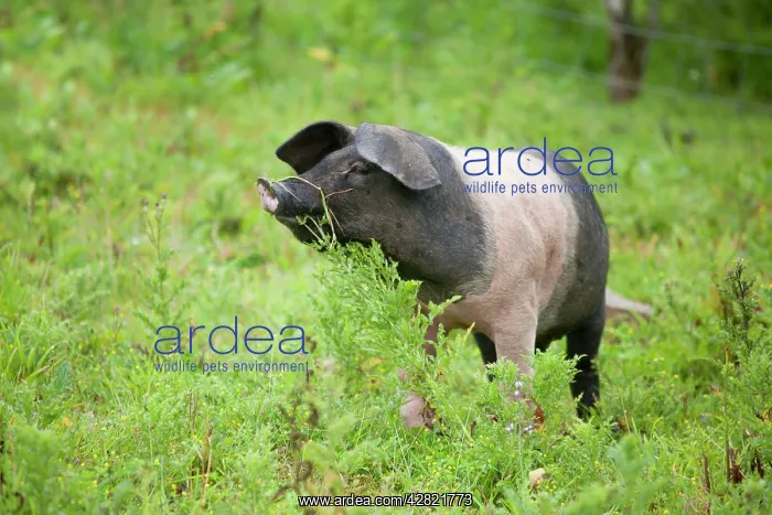: Saddleback Pig - piglet : Saddleback Pig - piglet