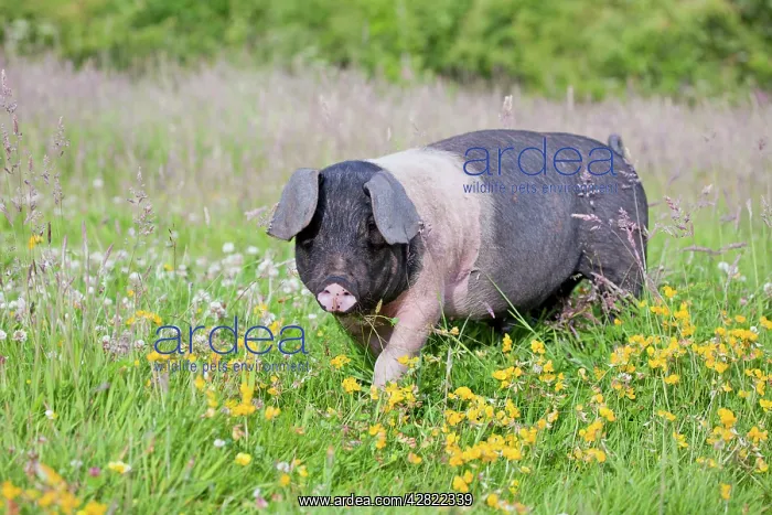 : Saddleback Pig - piglet : Saddleback Pig - piglet