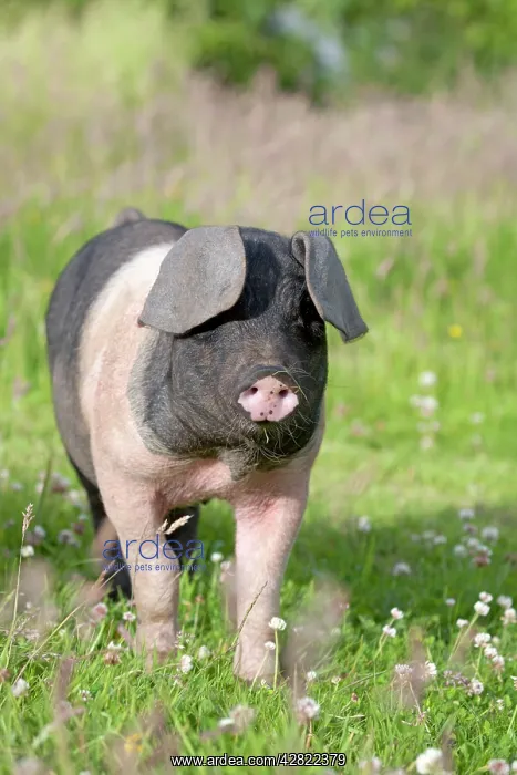 : Saddleback Pig - piglet : Saddleback Pig - piglet