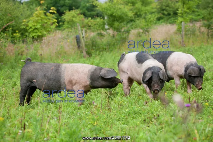 : Saddleback Pig - piglets : Saddleback Pig - piglets