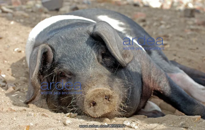 : Saddleback Pig - sunbathing : Saddleback Pig - sunbathing