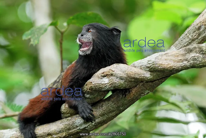  : Saddleback Tamarin