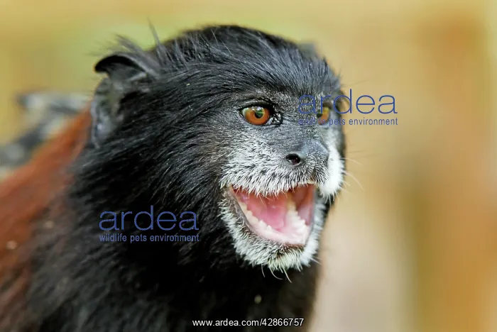 : Saddleback Tamarin : Saddleback Tamarin