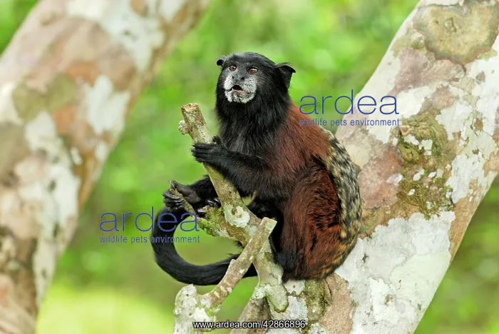 : Saddleback Tamarin : Saddleback Tamarin
