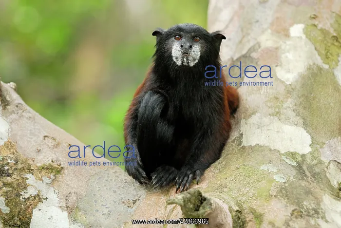  : Saddleback Tamarin