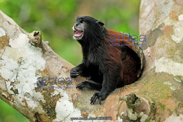 : Saddleback Tamarin : Saddleback Tamarin