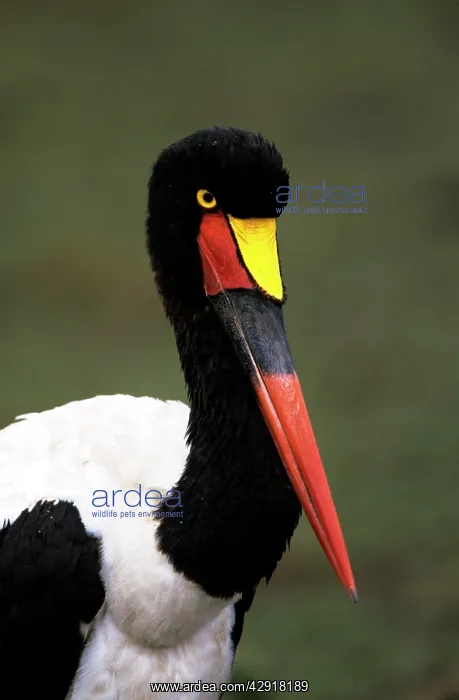 : Saddlebilled Stork : Saddlebilled Stork