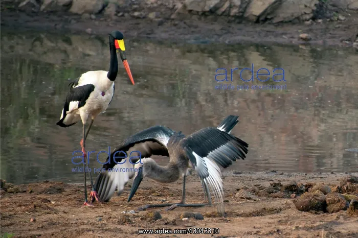 : Saddlebilled Stork with juvenile eating food from : Saddlebilled Stork with juvenile eating food from