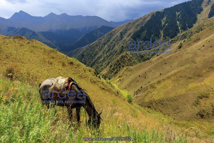 : Saddled Kirghiz horse grazing in steppe - Kyrgyzstan : Saddled Kirghiz horse grazing in steppe - Kyrgyzstan