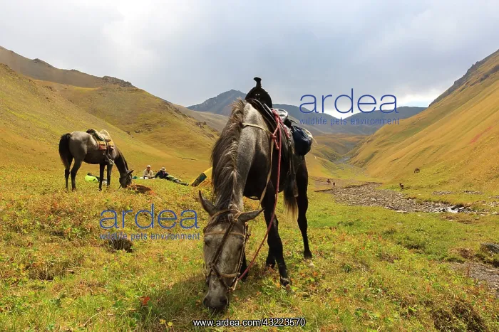 : Saddled Kirghiz horses grazing in steppe - Kyrgyzstan : Saddled Kirghiz horses grazing in steppe - Kyrgyzstan