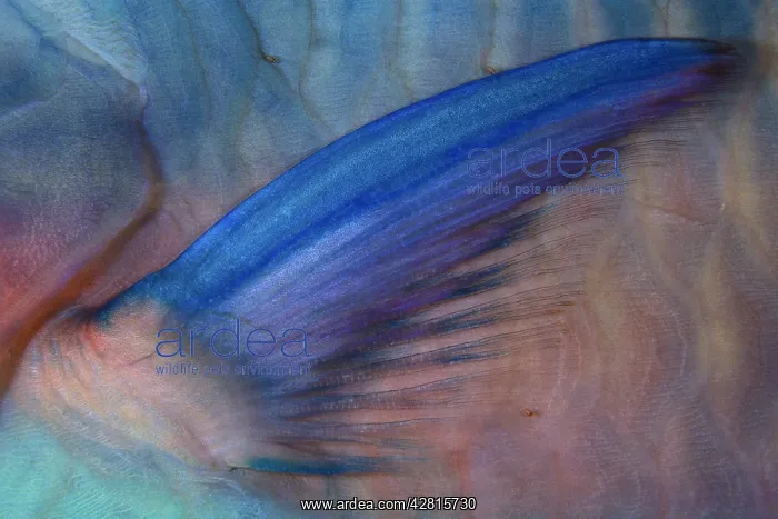 : Saddled parrotfish, pectoral fin, Scarus dimidiatus, Walindi : Saddled parrotfish, pectoral fin, Scarus dimidiatus, Walindi