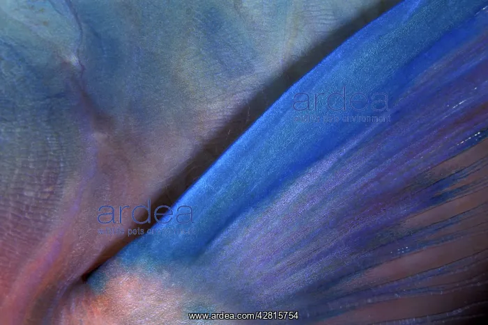 : Saddled parrotfish, pectoral fin, Scarus dimidiatus, Walindi : Saddled parrotfish, pectoral fin, Scarus dimidiatus, Walindi