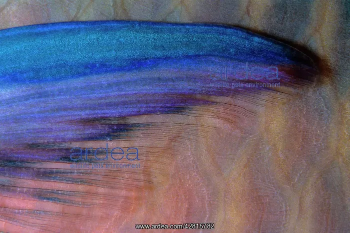 : Saddled parrotfish, pectoral fin, Scarus dimidiatus, Walindi : Saddled parrotfish, pectoral fin, Scarus dimidiatus, Walindi