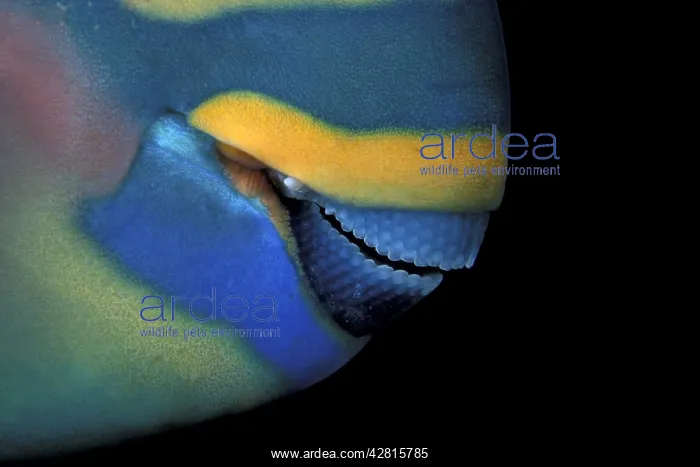 : Bill of saddled parrotfish, Scarus dimidiatus, Walindi, Papu : Bill of saddled parrotfish, Scarus dimidiatus, Walindi, Papu