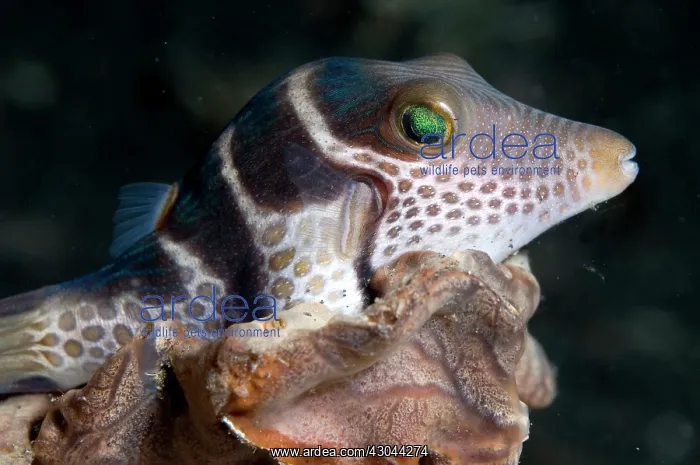  : Saddled Puffer
