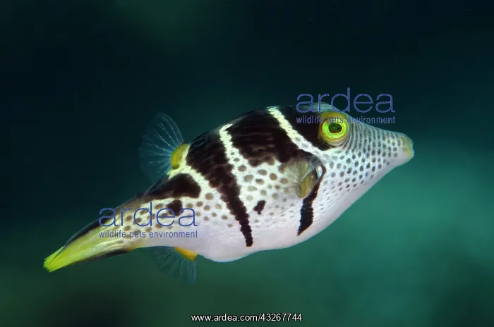 : Saddled Puffer : Saddled Puffer