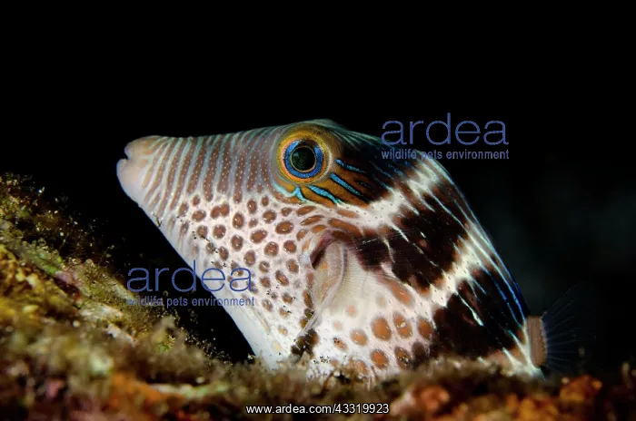 : Saddled Puffer - on night dive : Saddled Puffer - on night dive