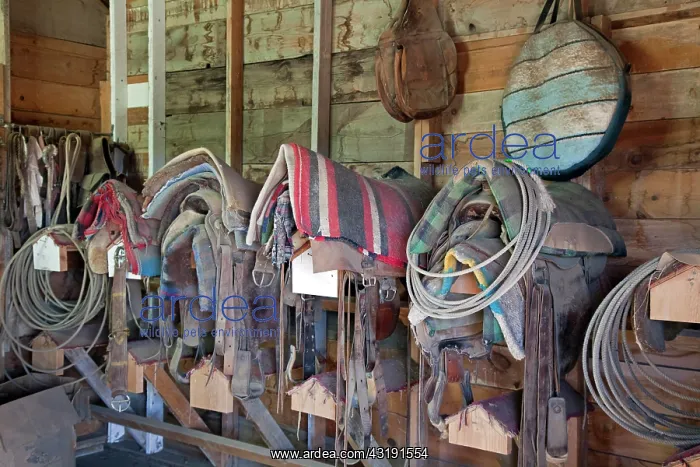 : Saddles, blankets, ropes and other gear in the tack : Saddles, blankets, ropes and other gear in the tack