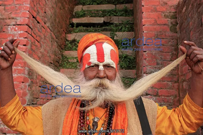: Sadhu Monk holding beard : Sadhu Monk holding beard