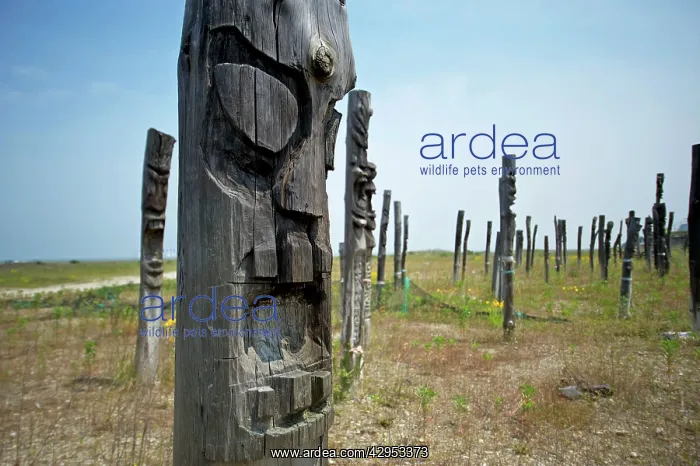 : Saemangeum Korea - Jangseung Totem Poles carved : Saemangeum Korea - Jangseung Totem Poles carved