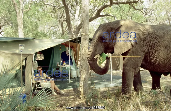 : SAFARI - African Elephant in camp : SAFARI - African Elephant in camp