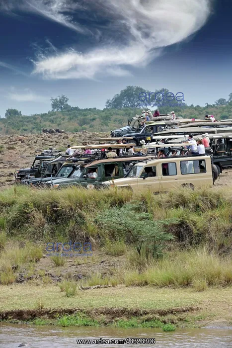 : Safari cars on the Mara River with tourists waiting : Safari cars on the Mara River with tourists waiting