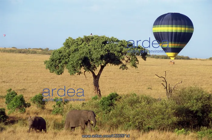 : Safari, Hot-air Balloon : Safari, Hot-air Balloon