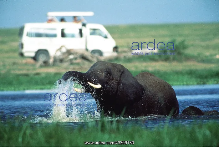  : Safari - Tourist viewing African Elephant bathing
