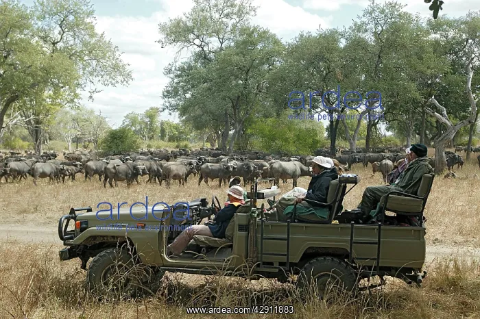 : Safari - tourists in truck watching African Buffalo : Safari - tourists in truck watching African Buffalo