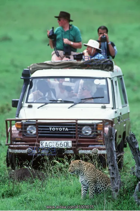  : SAFARI - Tourists in vehicle and Leopard