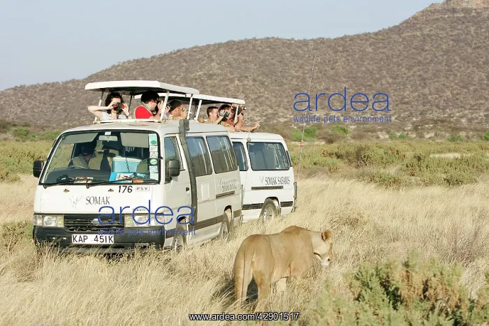 : Safari - toursits in vehicles watching Lions : Safari - toursits in vehicles watching Lions